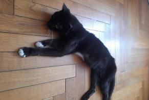 Alerta descoberta Gato Fêmea Metz France