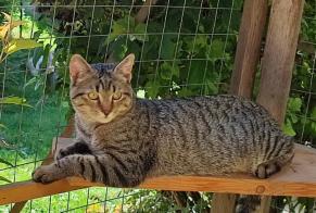 Alerta desaparecimento Gato cruzamento  Macho , 1 anos Saint-Jean-Kourtzerode France