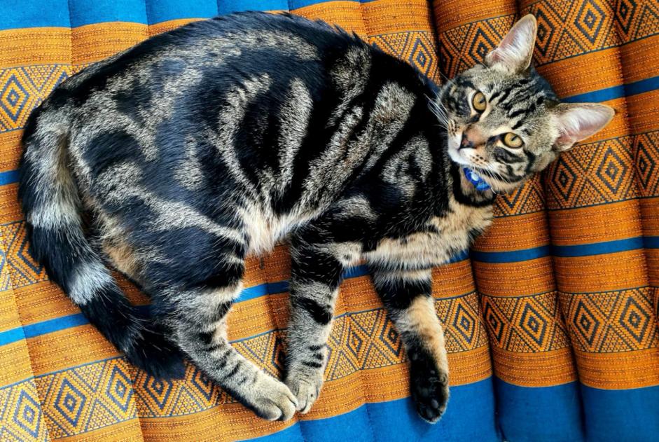 Alerta desaparecimento Gato Macho , 3 anos Couddes France