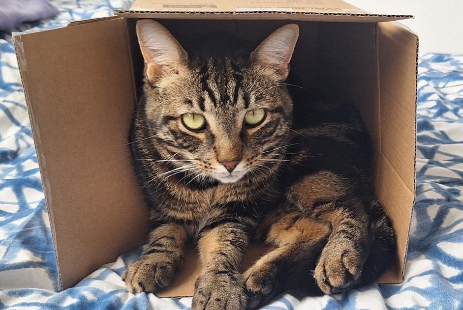 Alerta desaparecimento Gato Macho , 3 anos Couddes France