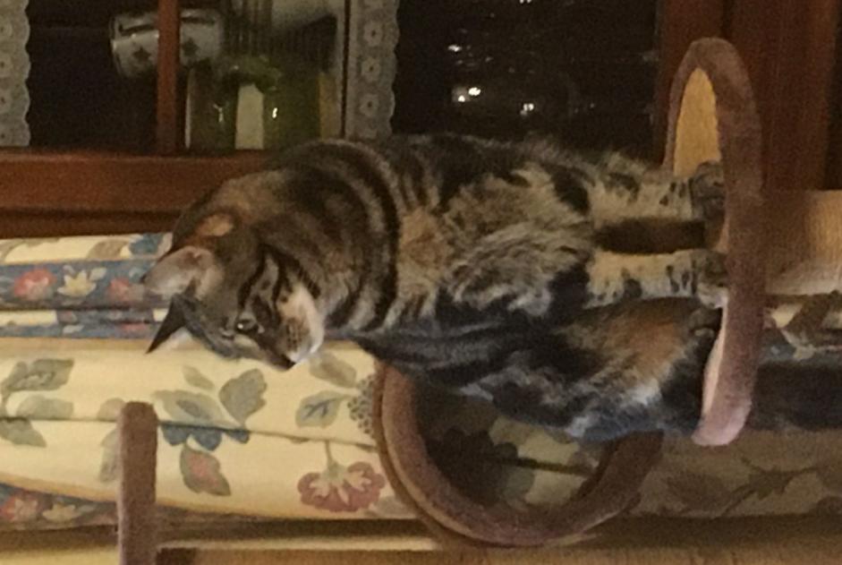 Alerta desaparecimento Gato Macho , 3 anos Couddes France