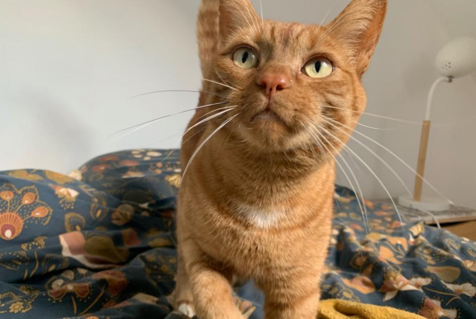 Alerta desaparecimento Gato cruzamento  Macho , 7 anos Orée d'Anjou France