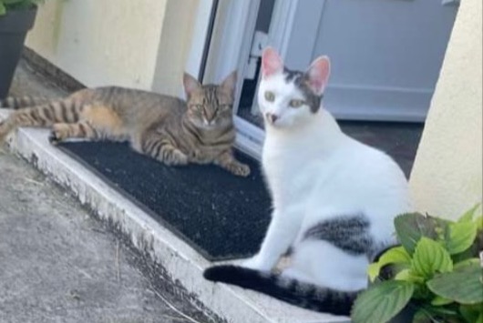 Alerta desaparecimento Gato Fêmea , 2 anos Ouarville France