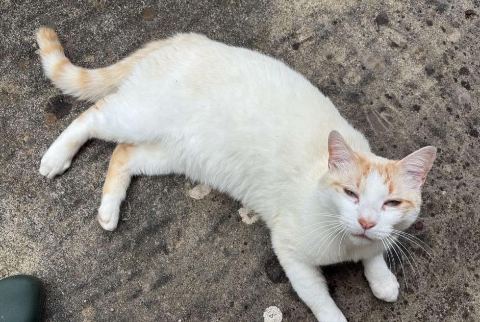 Alerta desaparecimento Gato Macho , 2 anos Verosvres France