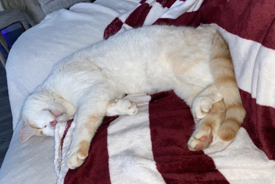 Alerta desaparecimento Gato Macho , 2 anos Verosvres France
