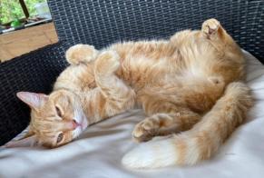 Alerta descoberta Gato Fêmea Ayzieu France