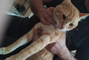 Alerta desaparecimento Gato  Macho , 1 anos Tourcoing France