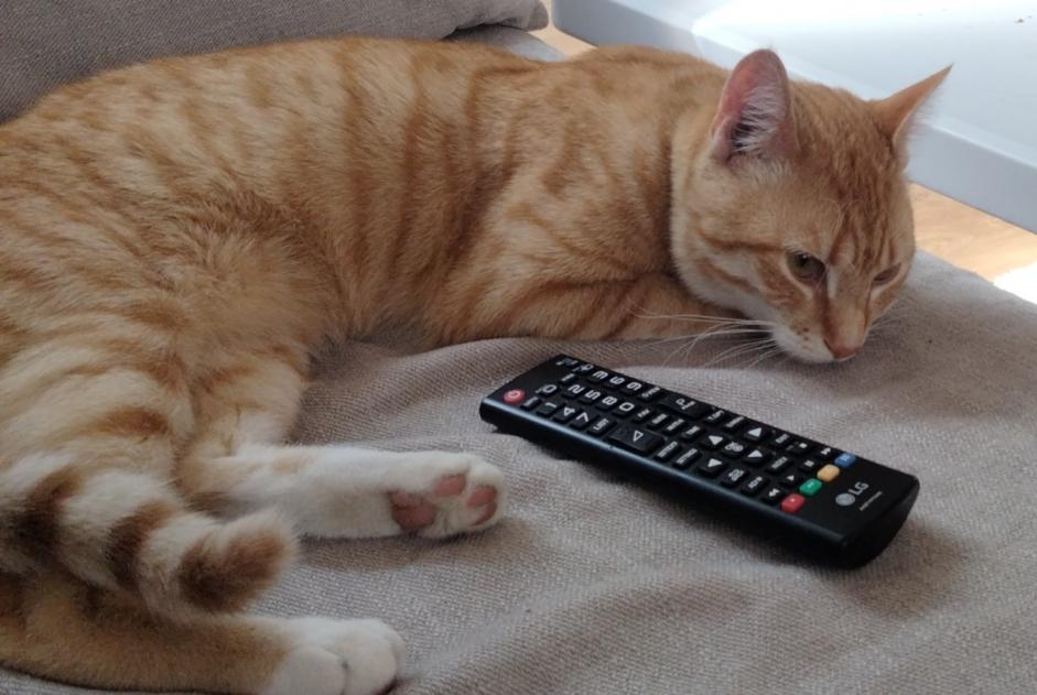 Alerta desaparecimento Gato  Macho , 1 anos Tourcoing France