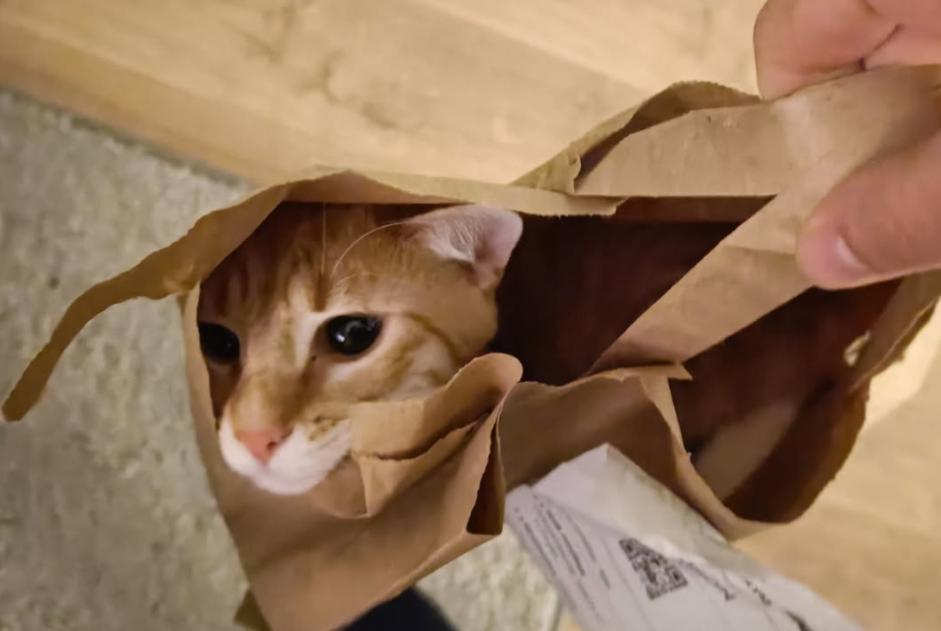 Alerta desaparecimento Gato  Macho , 1 anos Tourcoing France