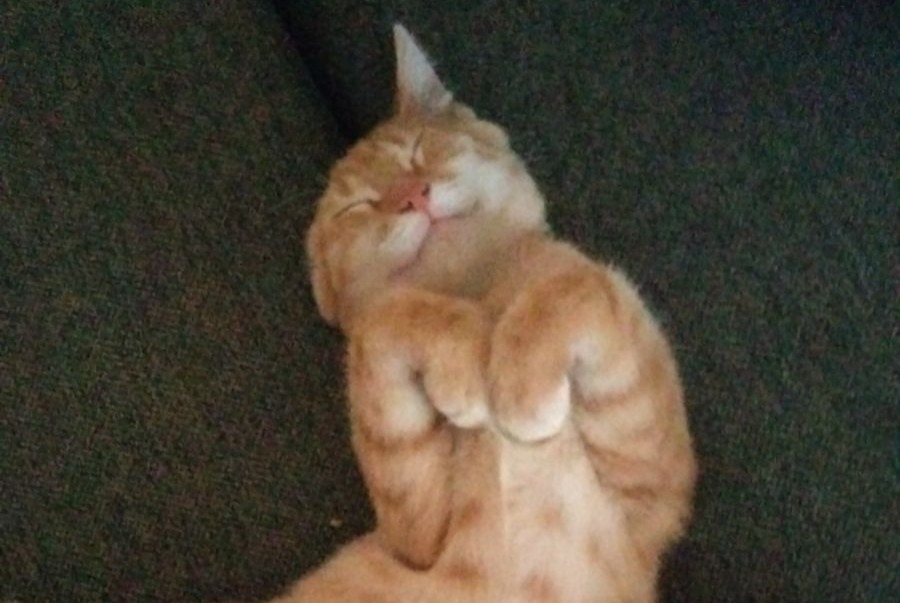 Alerta desaparecimento Gato  Macho , 1 anos Tourcoing France
