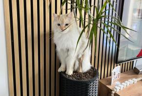 Alerta desaparecimento Gato Macho , 2 anos Pollionnay France