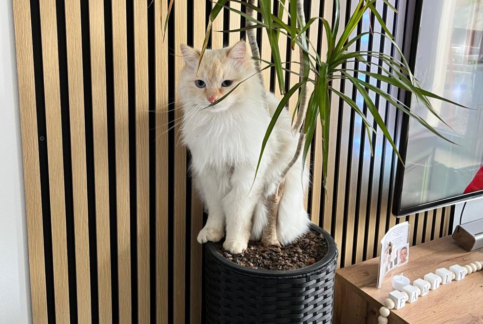 Alerta desaparecimento Gato Macho , 2 anos Pollionnay France