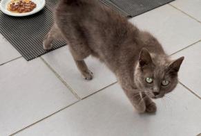 Alerta descoberta Gato Desconhecido Fessenheim-le-Bas France