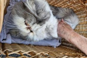 Alerta descoberta Gato  Fêmea Lambersart France