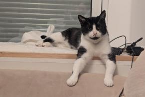 Alerta desaparecimento Gato Fêmea , 7 anos Recologne France
