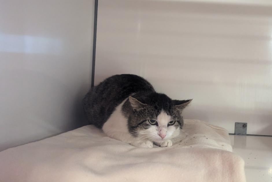 Alerta descoberta Gato Macho Visseiche France