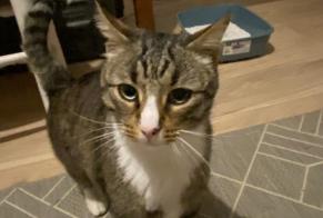 Alerta descoberta Gato Macho Saint-Maur-des-Fossés France