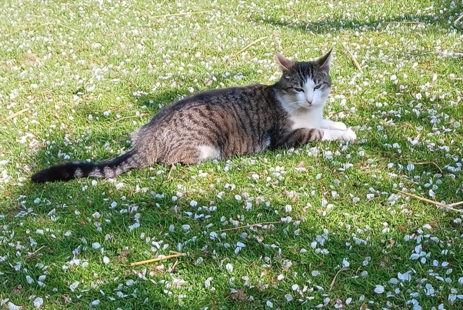 Alerta desaparecimento Gato  Fêmea , 5 anos Gainneville France