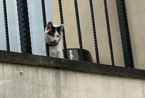 Alerta descoberta Gato Desconhecido Savigny-sur-Orge France