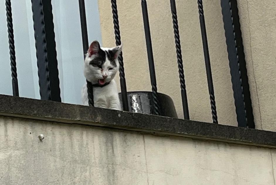 Alerta descoberta Gato Desconhecido Savigny-sur-Orge France