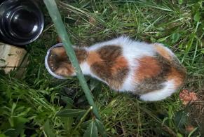 Alerta descoberta Gato Fêmea Vannes France