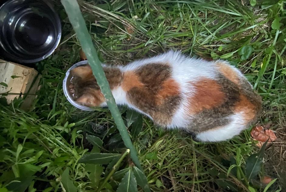 Alerta descoberta Gato Fêmea Vannes France