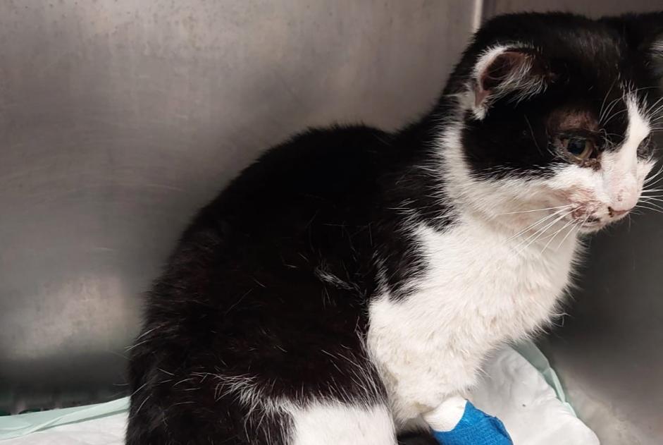Alerta descoberta Gato Fêmea Labarthe-Rivière France
