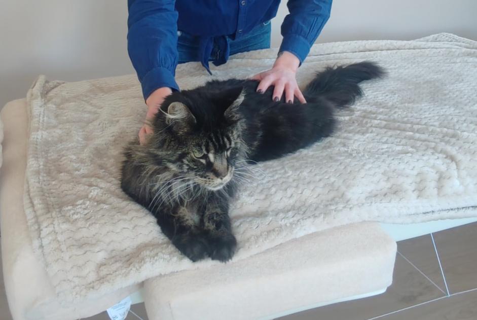 Alerta desaparecimento Gato  Macho , 7 anos Les Martres-de-Veyre France