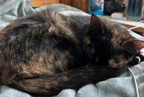 Alerta descoberta Gato Fêmea Nanterre France