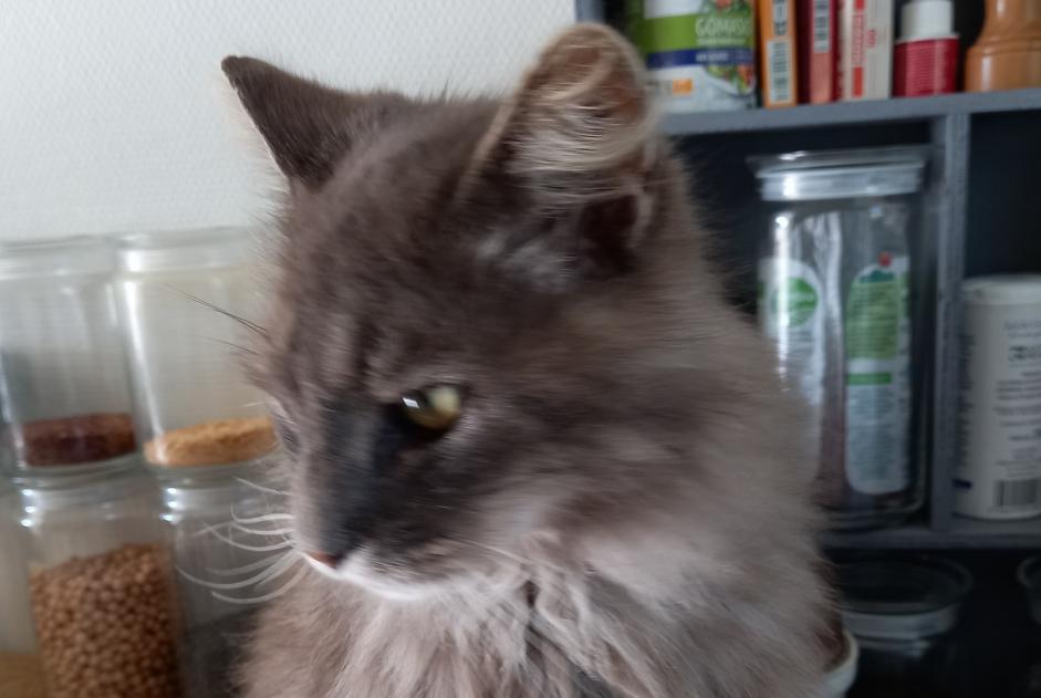 Alerta desaparecimento Gato cruzamento  Macho , 11 anos Hermanville-sur-Mer France