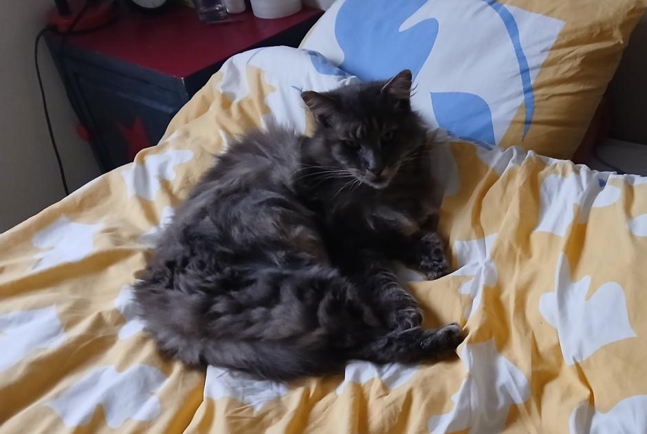 Alerta desaparecimento Gato cruzamento  Macho , 11 anos Hermanville-sur-Mer France