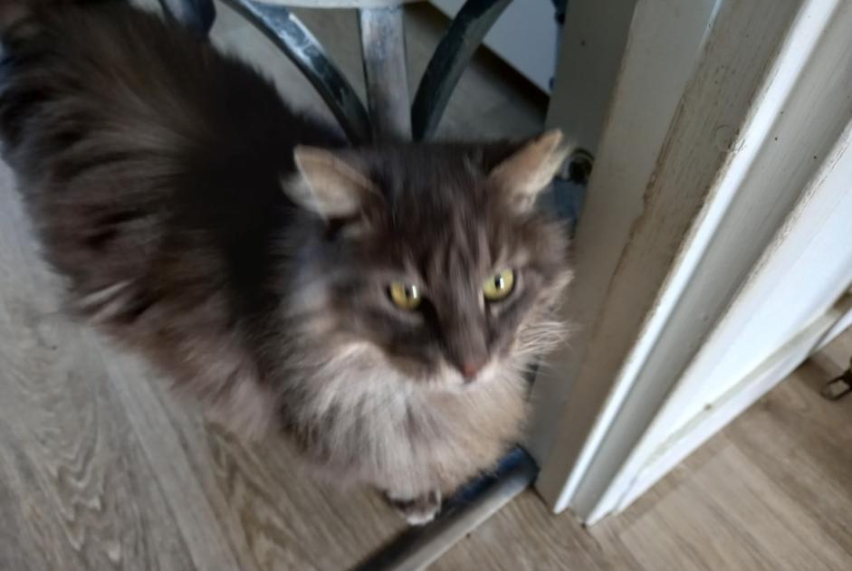 Alerta desaparecimento Gato cruzamento  Macho , 11 anos Hermanville-sur-Mer France
