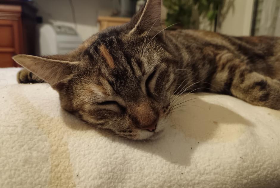 Alerta desaparecimento Gato Fêmea , 1 anos Bayonne France