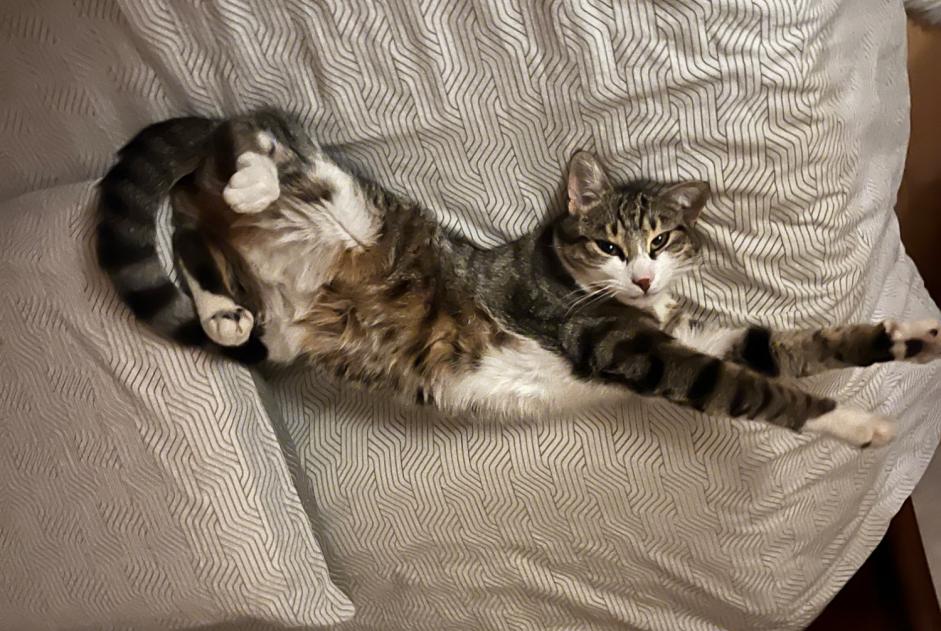 Alerta descoberta Gato Fêmea Louhans France