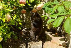 Alerta desaparecimento Gato Fêmea , 6 anos Fleury-les-Aubrais France