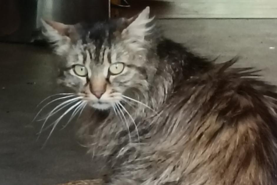 Alerta descoberta Gato Desconhecido , 3 anos Alleyras France