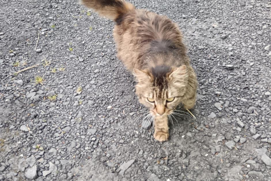 Alerta descoberta Gato Desconhecido , 3 anos Alleyras France