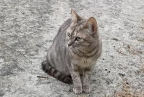 Alerta descoberta Gato Fêmea Les Ponts-de-Cé France