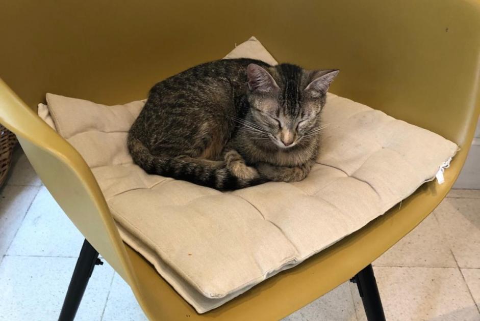 Alerta descoberta Gato Desconhecido Fondettes France
