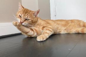 Alerta descoberta Gato Macho Bonneville France