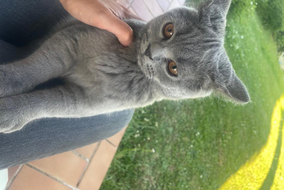 Alerta descoberta Gato Macho Metz France