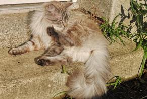 Alerta desaparecimento Gato Fêmea , 4 anos Pleubian France
