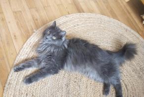 Alerta desaparecimento Gato cruzamento  Fêmea , 2 anos Saint-Maurice-l'Exil France
