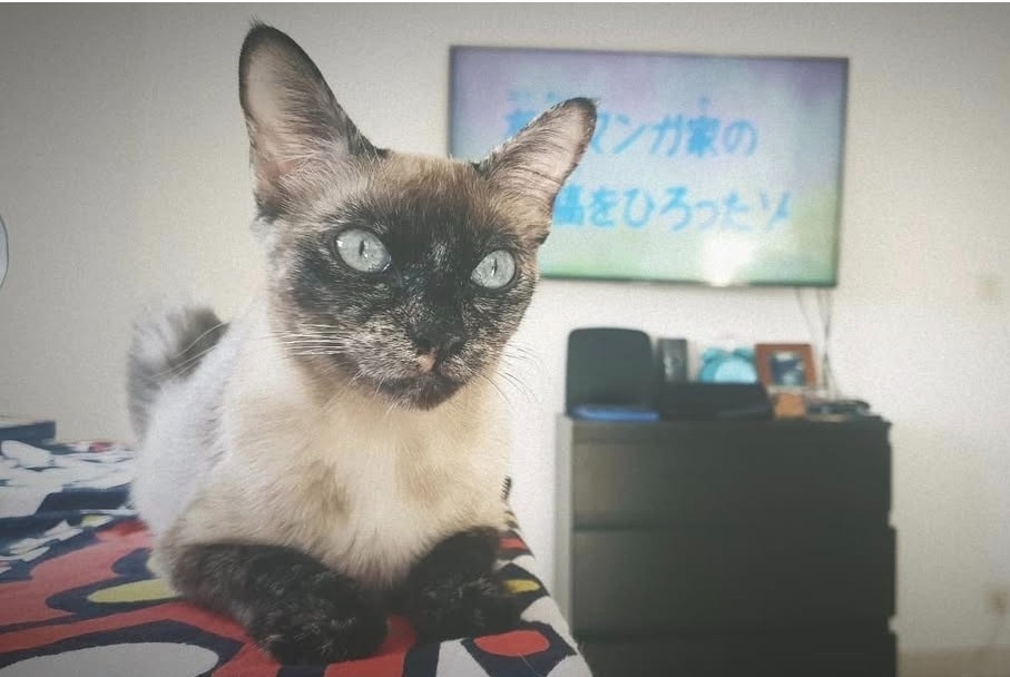 Alerta desaparecimento Gato Fêmea , 5 anos Paris France