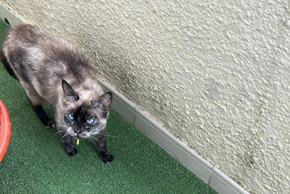 Alerta desaparecimento Gato Fêmea , 5 anos Paris France