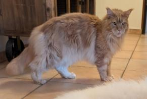 Alerta desaparecimento Gato  Macho , 5 anos Léran France