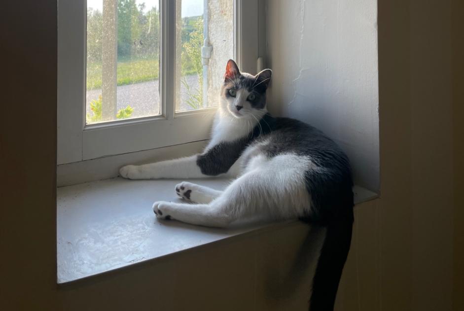 Alerta desaparecimento Gato Macho , 2 anos Sauternes France