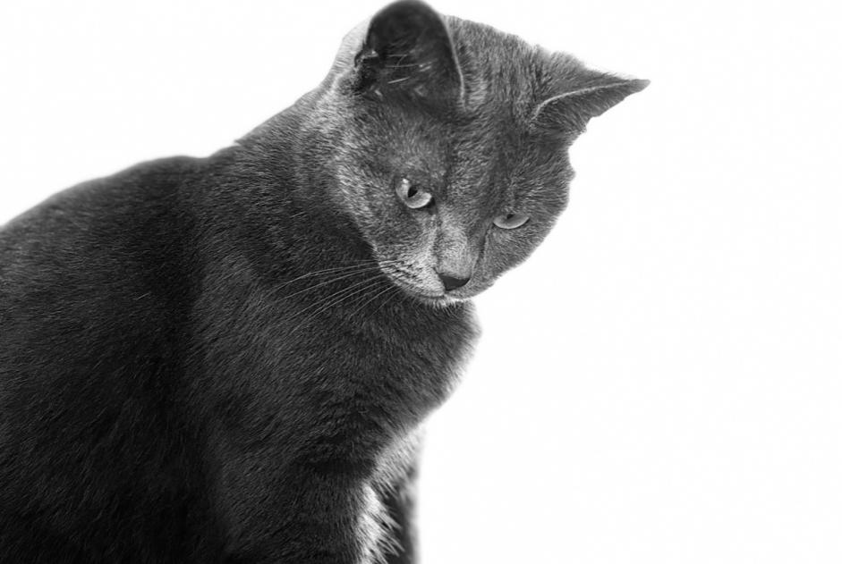 Alerta desaparecimento Gato Fêmea , 6 anos Avesnes-le-Comte France