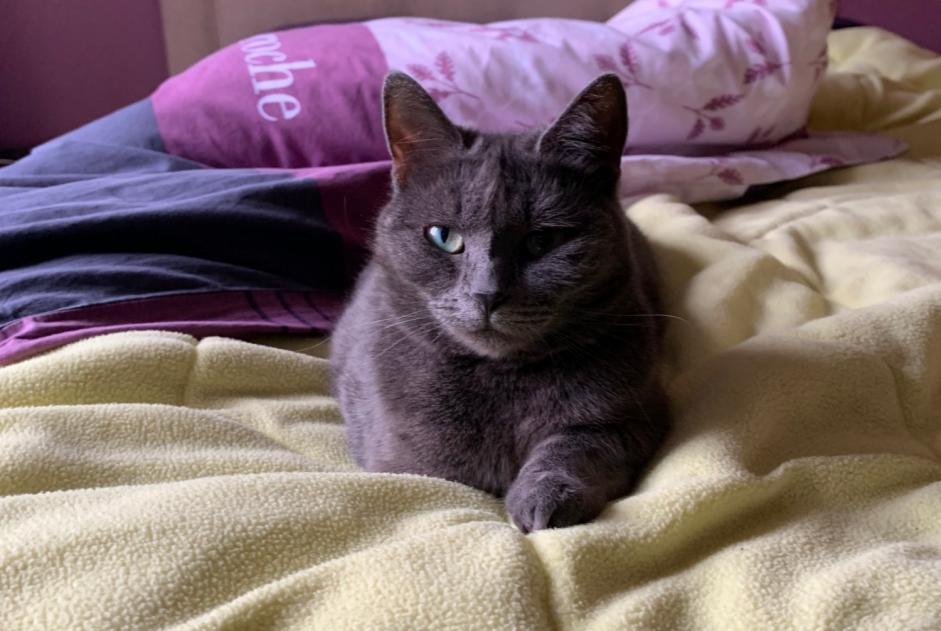 Alerta desaparecimento Gato Fêmea , 6 anos Avesnes-le-Comte France