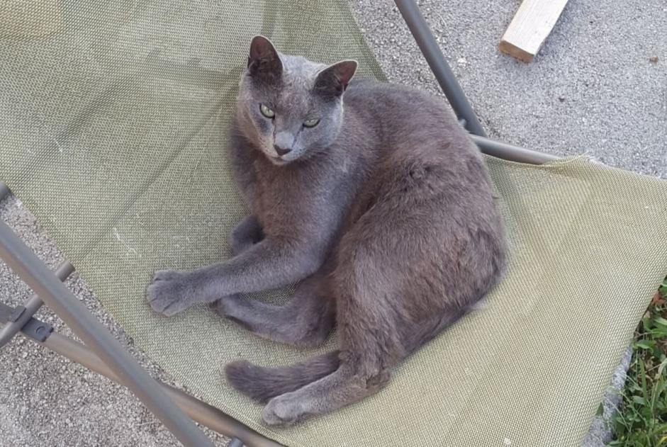 Alerta desaparecimento Gato  Macho , 9 anos La Ville-ès-Nonais France
